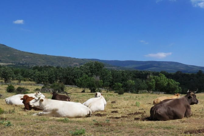 Finca Albergue Nueva Tierra